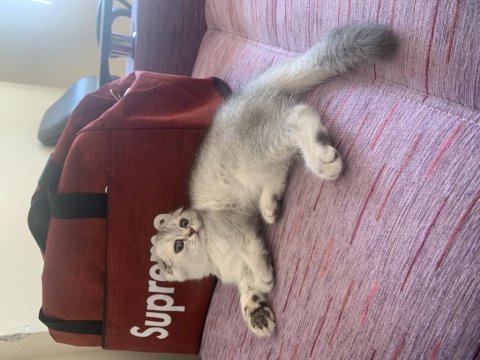 Kedi 2 tane british shorthair