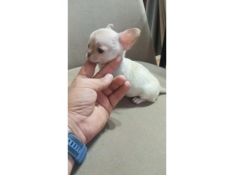 Safkan chihuahua lar