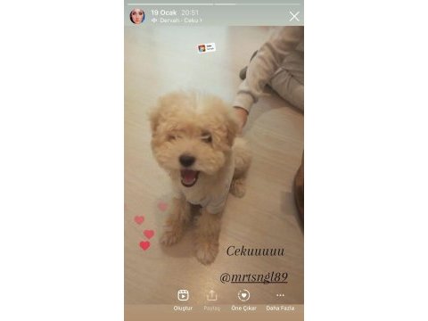 Eğlenceli 5 aylık dişi maltipoo