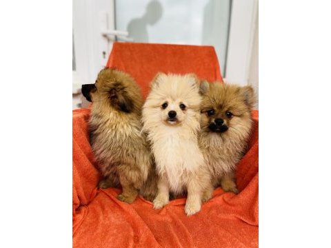 Uygun a kalite pomeranian spitz yavrularımız