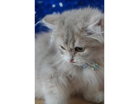Safkan blue golden british longhair