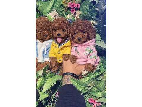 Dişi erkek toy poodle yavrular