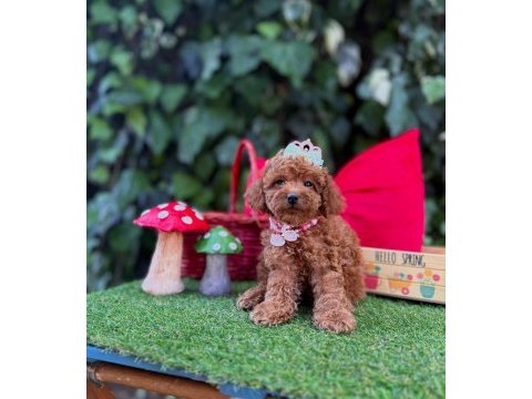 Toy poodle yavrularımız ömürlük aileleri bekliyor