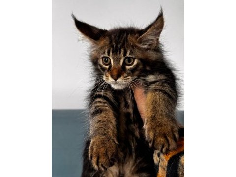 Maine coon dev yavru kediler