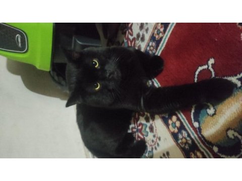British shorthair panter dumanım