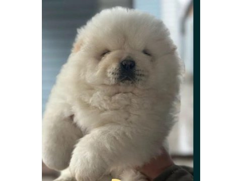 Chow chow bebekler