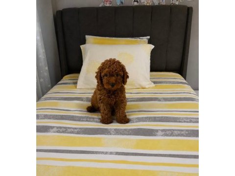 Orjinal garantili ev üretimi toy poodle