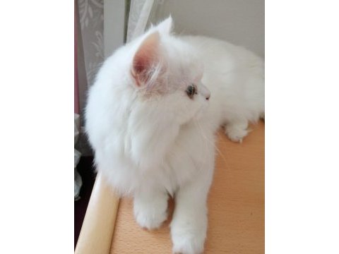 Uzun tüylü kartopu british longhair