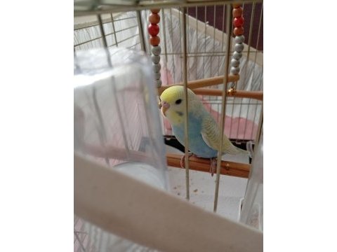 Üst vasıf yavru erkek muhabbet kuşu