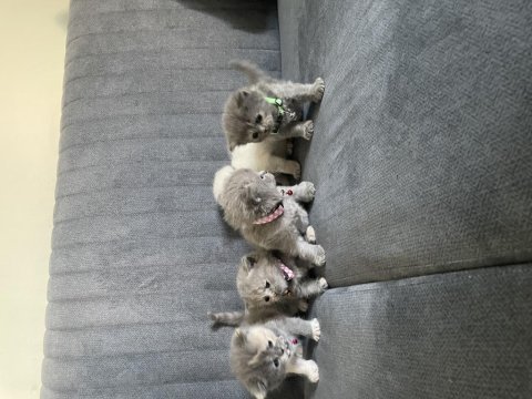 British shorthair