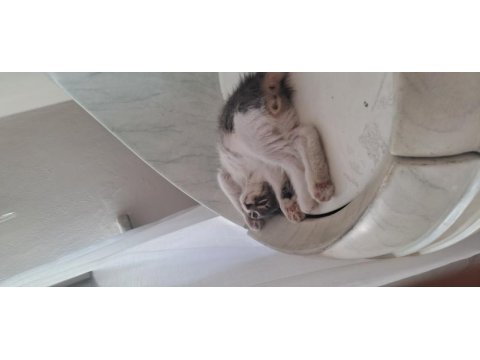 Alerji nedeniyle kedimiz