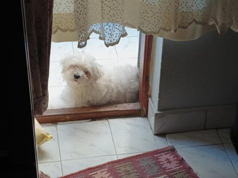 Maltese terrier yavrum