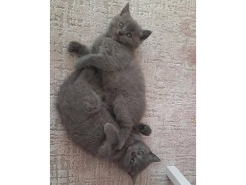 Dişi ve erkek bebeklerim british shorthair