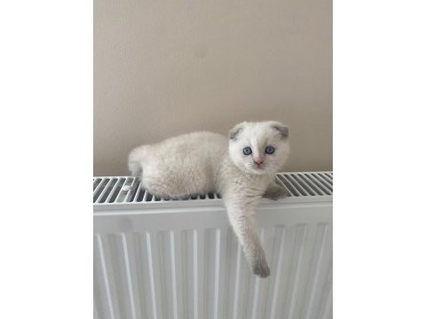 Yavru 2 aylık scottish fold