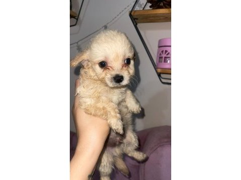 Maltipoo bebekleri