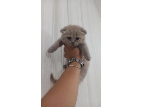 Scottish fold dişi yavrular