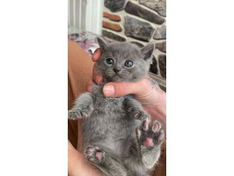 British shorthair ve scottish longhair yavrularımız