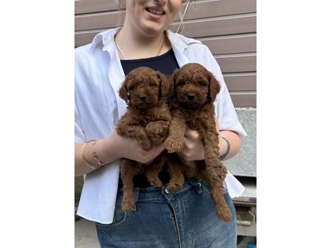 Muhteşem güzellikte toy poodle yavrular