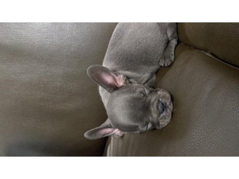 3 aylık french bulldog