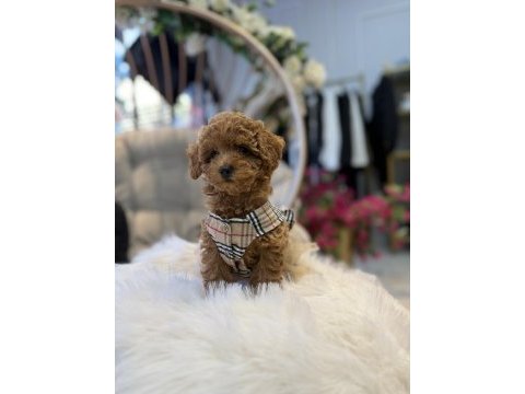 Teslime hazır toy poodle yavrular