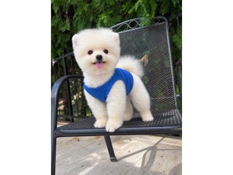 Orjinal pomeranian boo