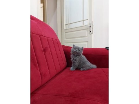Yavru british shorthair