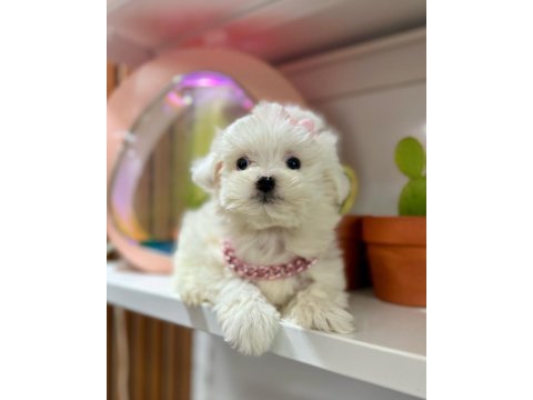 Sevimli maltese terrier köpeği