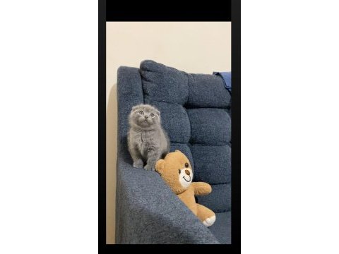 Ayı surat gri british shorthair yavrularımız