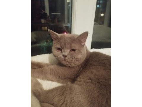 British shorthair erkek