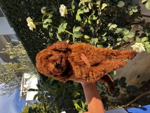 Sağlıklı ırk garantili erkek yavru poodle