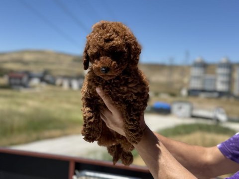 Show kalite kore toy poodle yavrular ziyarete açık
