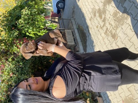 Sağlık ve ırk garantili labrador yavrularım