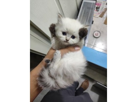 British longhair 50 günlük