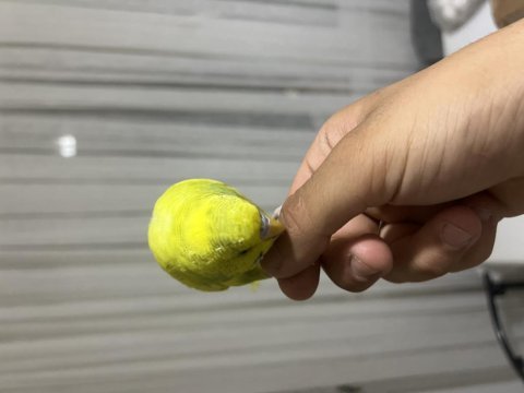 İnsan gibi konuşan muhabbet kuşu paşa