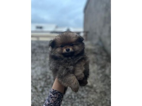 Ev ortamından pomeranian yavrular