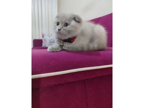 Scottish fold acil vermek istiyorum