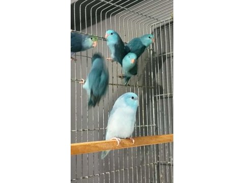 Yavru forpus papağanları