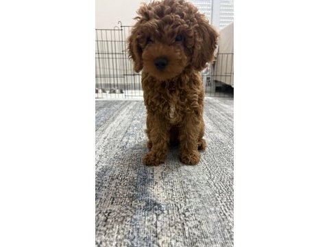 Toy poodle orjinal