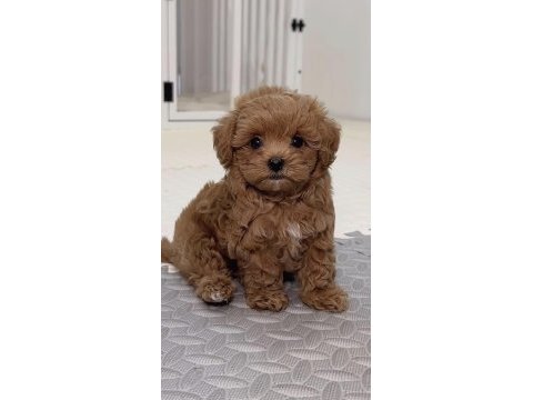 Toy poodle yavrumuz