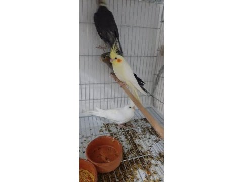 Yeni yeme düşmüş sultan papağanları