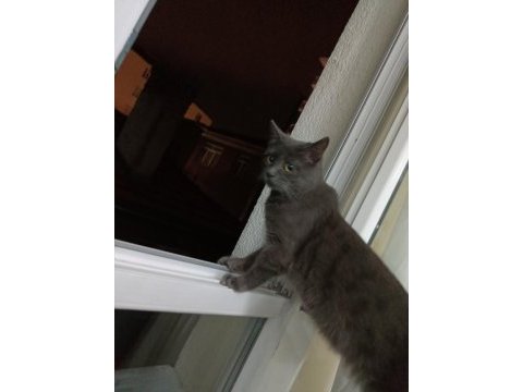 Sevimli kedi