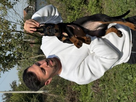 New diablo sonya puppy