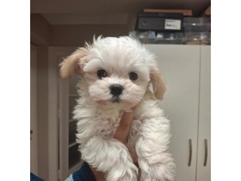 Dünya tatlısı yavru köpekler