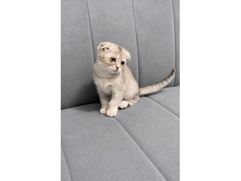 Scottish fold bebek