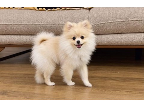 Pomeranian boo köpeğimiz