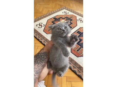 Iyi bi aileye gitmesini istiyorum kedimizin