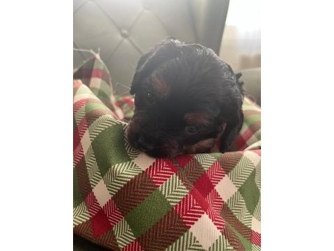 Safkan cavapoo yavrular