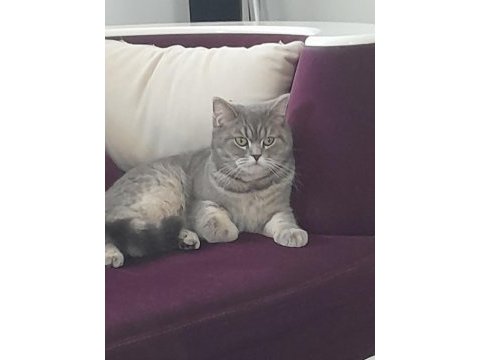 British shorthair dişi (ücretsiz)