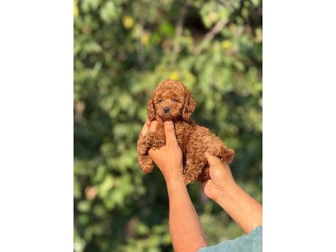 Kore toy poodle bebekler 