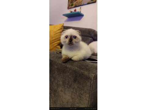 Çok oyuncu scottish / british fold blue point yavrular